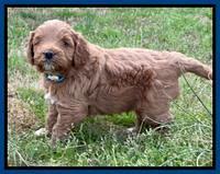 Misha Boots 4.5 week old pups 21