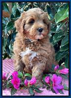 Misha Boots 7 week old pups 271