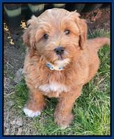 Misha Boots 7 week old pups 301