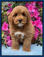 Misha Boots 8 week old pups 181