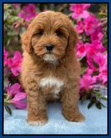 Misha Boots 8 week old pups 191