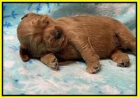 Misha Boots 2 week old pups 161