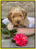 Misha Boots 4 week old pups 271