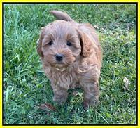 Misha Boots 5.5-6.5 week old pups 271