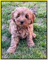 Misha Boots 7 week old pups 401