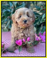 Misha Boots 7 week old pups 461