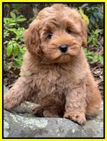 Misha Boots 8 week old pups 301