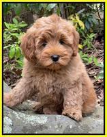 Misha Boots 8 week old pups 311