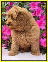 Misha Boots 8 week old pups 331