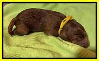 Misha Boots newborn puppies 71