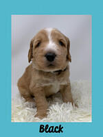 Black boy 4 week old weight 5 lbs 6 oz