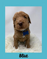 Blue boy 4 week old 4 lbs 8 oz