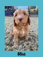Blue boy 7 week old  lbs oz
