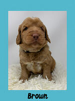 Brown boy 4 week weight 5 lbs 6 oz