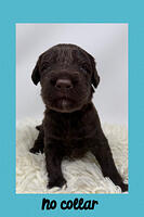 No collar 4 week weight 3 lbs 8 oz