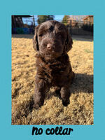 No collar 5 week weight 5 lbs 2 oz