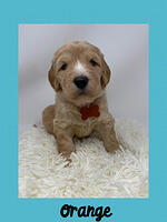 Orange boy 4 week weight 4 lbs 6 oz