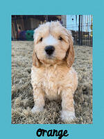 Orange boy 5 week weight 6 lbs 2 oz