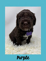 Purple boy 4 week weight 5 lb