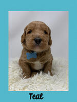 Teal boy 4 week weight  5 lbs 0 oz