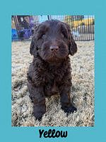 Yellow Boy 5 week old 6 lbs. 6 oz