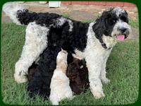 Group puppy Photos