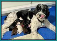 Oreo Rebel pups 1 wk old 120