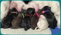 Oreo Rebel pups newborn group 1 3