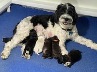 Oreo rebel 10 days group 2