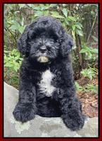 Individual puppy photos