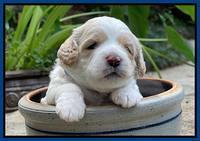 Oreo Rebel pups 3 wks old 101