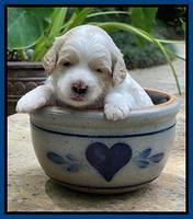 Oreo Rebel pups 3 wks old 61