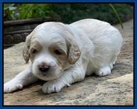 Oreo Rebel pups 3 wks old 81