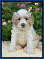 Oreo Rebel pups 5 wks old 111