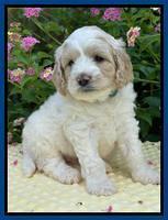 Oreo Rebel pups 5 wks old 121