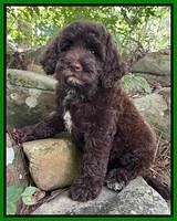 Gerkin family: NOLA 8 week weight: 6 lbs 7 oz Chocolate)