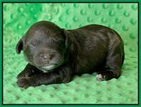 Oreo Rebel pups 1 wk old 121