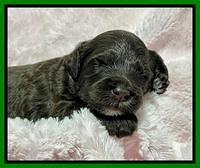 Oreo Rebel pups 2 wks old 121