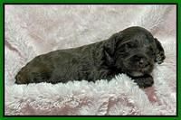 Oreo Rebel pups 2 wks old 131