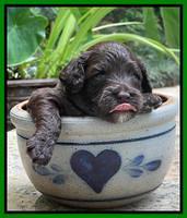 Oreo Rebel pups 3 wks old 221