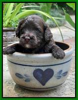 Oreo Rebel pups 3 wks old 231