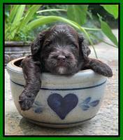 Oreo Rebel pups 3 wks old 251