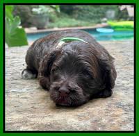 Oreo Rebel pups 3 wks old 271