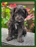 Oreo Rebel pups 4 wks old 261