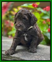 Oreo Rebel pups 4 wks old 281