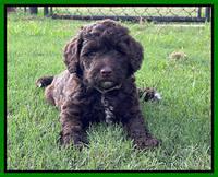 Oreo Rebel pups 6 wks old 191
