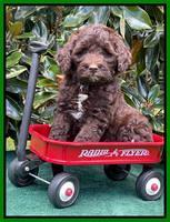 Oreo Rebel pups 7 wks old 301