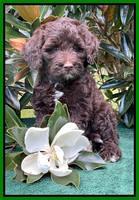 Oreo Rebel pups 7 wks old 321