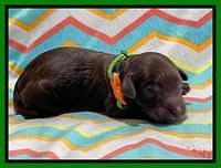 Oreo Rebel pups newborn 11 1