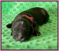 Oreo Rebel pups 1 wk old 31